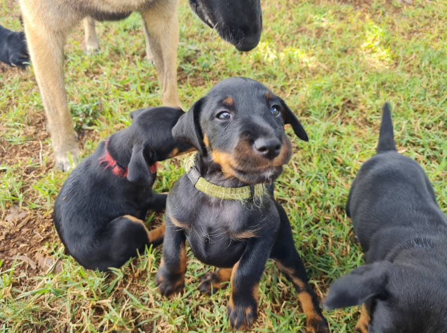 Jagdterriers, Jagdterriers puppies (German hunting terriers) for sale. Excellent dogs for bloodspoor or hunting.
Vet checked, dewormed, vaccinated and microchipped. 1 male and 1 female available. 