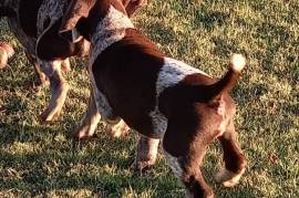 Hunting GSP Pups, GSP pups from hunting parents.
Includes KUSA registration
Microchip and first injections