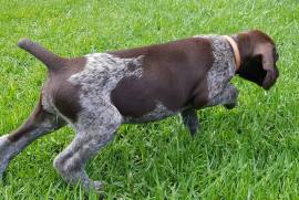Hunting GSP Pups, GSP pups from hunting parents.
Includes KUSA registration
Microchip and first injections