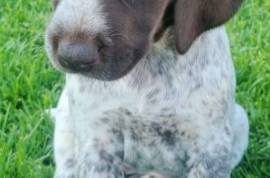 German Shorthaired pointer pups, Three GSP females available from 08/03/2023
From working parents.
Vaccinated, microchipped and de-wormed