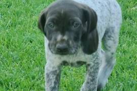 German Shorthaired pointer pups, Three GSP females available from 08/03/2023
From working parents.
Vaccinated, microchipped and de-wormed