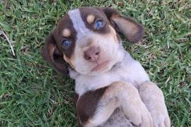 Bluetick coonhound , Bluetick coonhound born on 19 January will be ready for on 6 weeks 2 males and 3 males still available puppies will be vet check dewormed and vaccinated call or Whats app on 0634189817 Chris