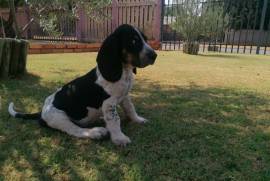 Free Bluetick Coonhound , One bluetick coonhound looking for new home all ready had first injection Free for good home 0634189817 