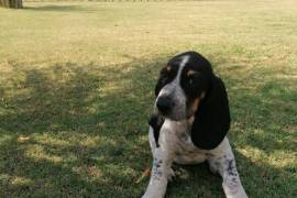 Free Bluetick Coonhound , One bluetick coonhound looking for new home all ready had first injection Free for good home 0634189817 
