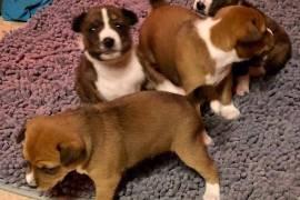 Basenji Hunting Puppies Ready for New Homes, We have four adorable Basenji puppies which are available and ready for any lovely and caring homes; 2 males and 2 females. These puppies are purebreed and come with all papers. Only serious inquiries please should contact for more information.