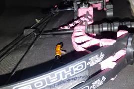 PSE Chaos Compound Bow for Sale, Pink PSE Chaos Compound Bow for Sale,
Includes Triger, Bag and 4 arrows.
Pink PSE Chaos Compound Bow for Sale,
Includes Triger, Bag and 4 arrows.
Well looked after.