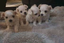 Miniature Maltese puppies from Johann. Very adorab, R 5,000.00