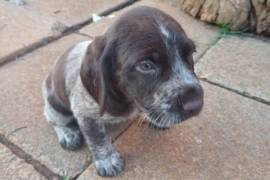 German Wire-haired pointer puppies for sale, German Wire-haired pointer puppies for sale. 2 x male and 1 x female. 
Born on 19 October 2023. Ready to go to their new homes on 14 December (8 Weeks old)  2023. Will be vaccinated at 6 weeks