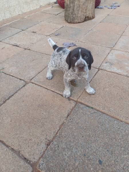 German Wire-haired pointer puppies for sale, German Wire-haired pointer puppies for sale. 2 x male and 1 x female. 
Born on 19 October 2023. Ready to go to their new homes on 14 December (8 Weeks old)  2023. Will be vaccinated at 6 weeks