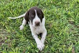 GSP Puppies, GSP Puppies for sale please contact Jan Phillip on whatsapp at 071 929 4626