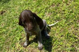 GSP Puppies, GSP Puppies for sale please contact Jan Phillip on whatsapp at 071 929 4626