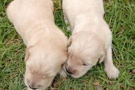 Golden retriever , Pure bread golden retriever puppies born 12 December will be ready for there new homes on 6 weeks. 2 males and 6 females call or watts up on 0604687361