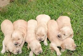 Golden retriever , Pure bread golden retriever puppies born 12 December will be ready for there new homes on 6 weeks. 2 males and 6 females call or watts up on 0604687361